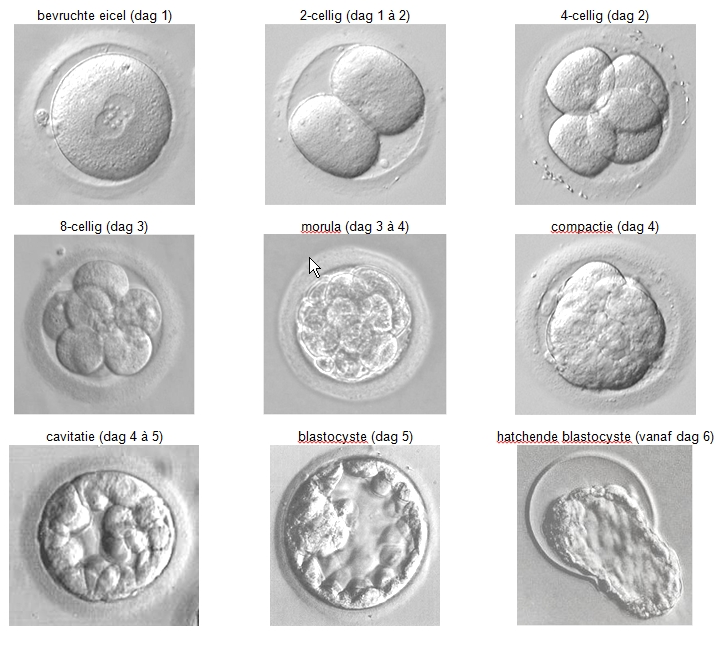 embryo-ontwikkeling.png