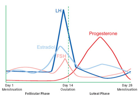 fsh-lh-hormones.jpg