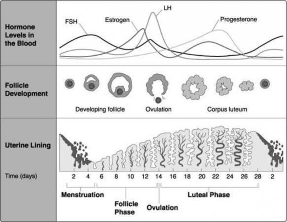 menstrual-cycle.jpg