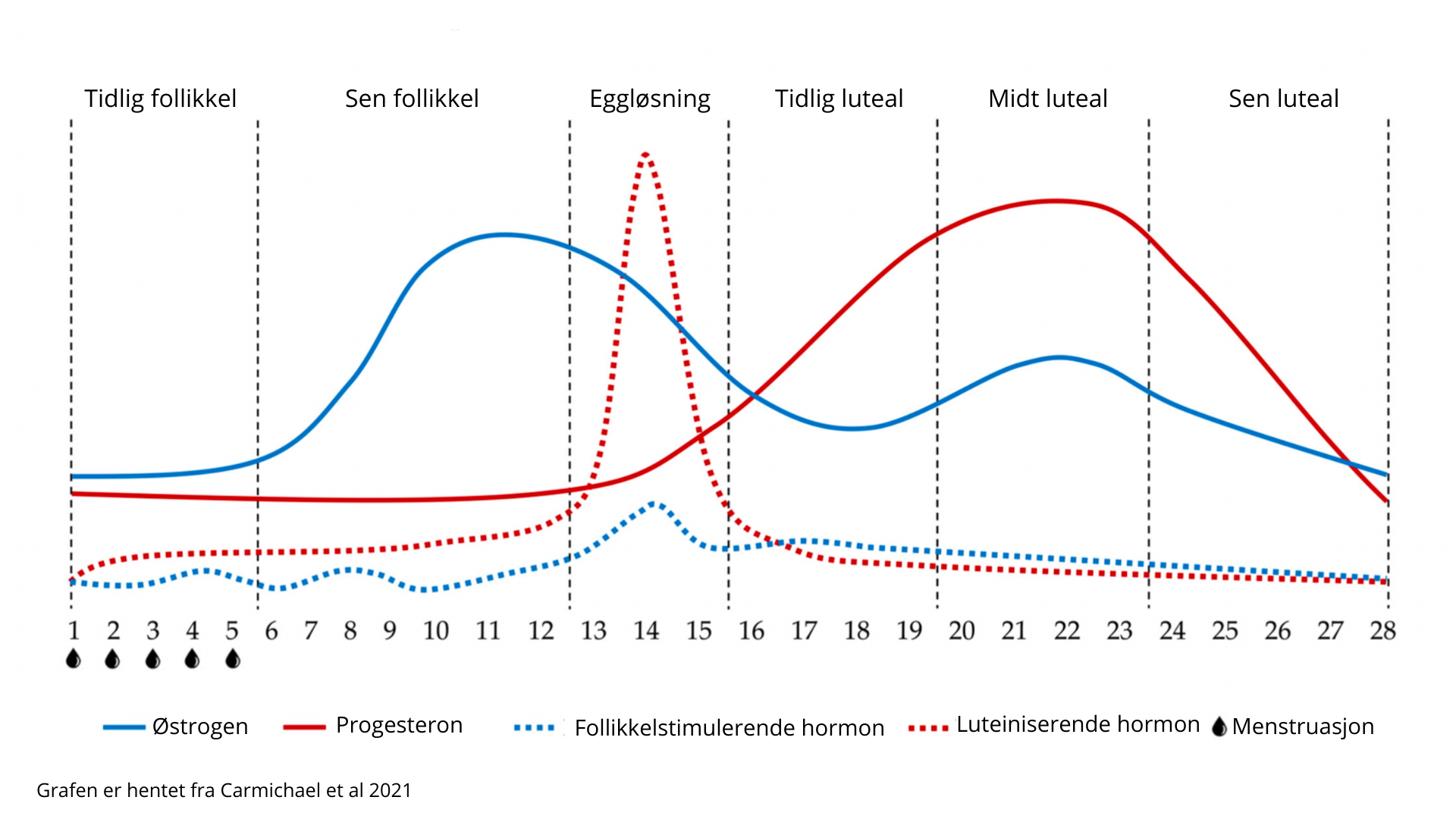 Tidlig+folikkel-3.png