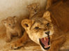 lioness-protects-cubs.jpg