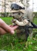 Squirrel-Soldier--18488.jpg