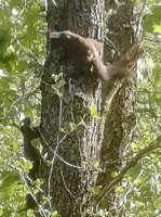 IMG_20200517_081927.jpg IMG_20200517_081927.jpg