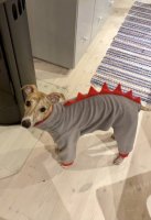 AA430AAA-7B10-4366-9E10-A12D9629EE14.jpeg AA430AAA-7B10-4366-9E10-A12D9629EE14.jpeg