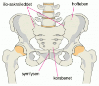 Bekken_symfyse.gif