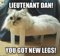 42-Silly-Cat-Memes.jpg 42-Silly-Cat-Memes.jpg