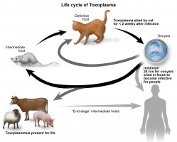 toxoplasmosis lifecycle.jpeg toxoplasmosis lifecycle.jpeg