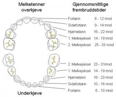 de-forste-melketenner-tegning.jpg