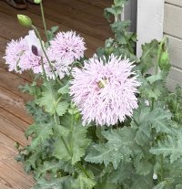 IMG_1505.jpeg IMG_1505.jpeg