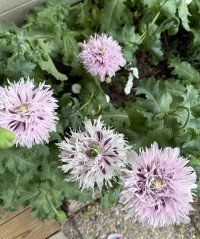 IMG_1501.jpeg IMG_1501.jpeg