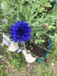 IMG_1966.jpeg IMG_1966.jpeg