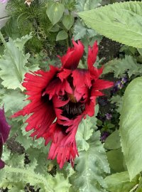 IMG_1509.jpeg IMG_1509.jpeg