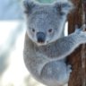 koalababy