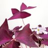 Oxalis