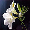 freesia