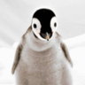 Pingvin85