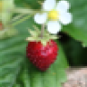Markjordbær