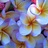 FruPlumeria